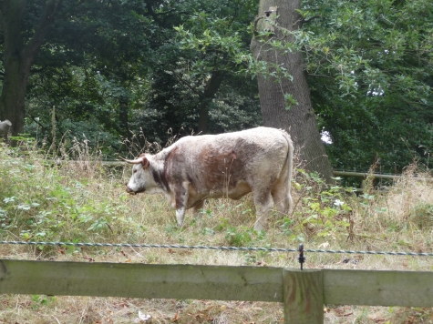 Longhorn Grazing